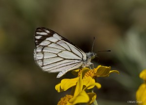  Neophasia menapia - Pine White