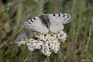  Parnassius smintheus - Rocky Mountain Parnassian