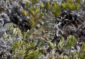  Parnassius smintheus - Rocky Mountain Parnassian