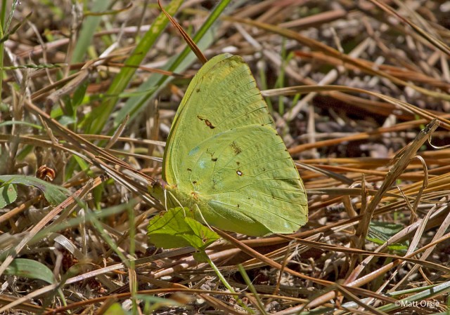 Phoebis sennae - Cloudless Sulphur