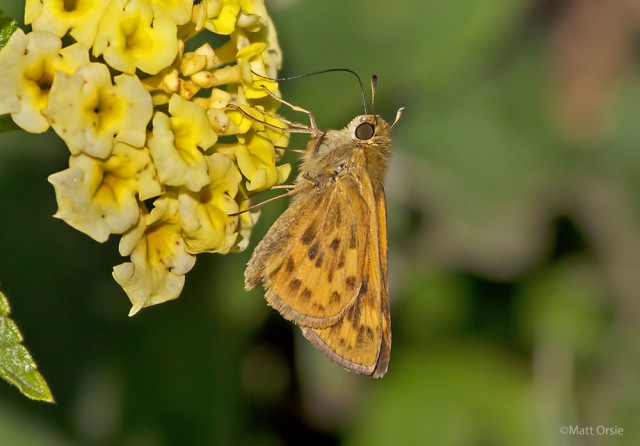 Hylephila phyleus - Fiery Skipper