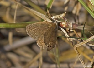 Carolina Satyr