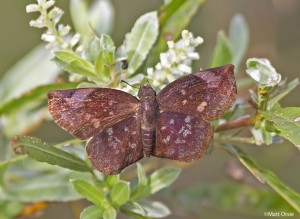 Sickle-winged Skipper