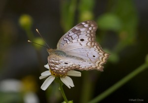 White Peacock