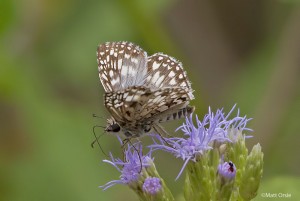 White (or Common) Checkered-Skipper