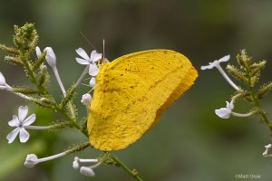 Large Orange Sulphur