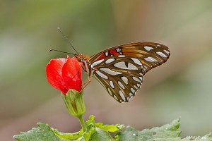 Gulf Fritillary