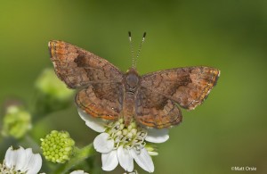 Fatal Metalmark