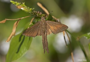 Brown Longtail