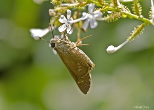 Brazilian Skipper