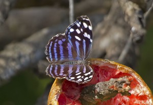 Mexican Bluewing