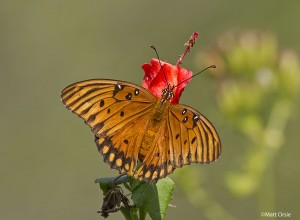 Gulf Fritillary