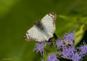 Lavianna Skipper