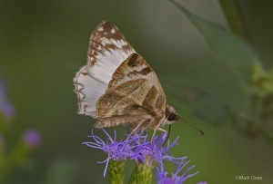 Lavianna Skipper