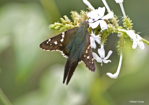 Long-tailed Skipper