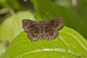 Mazans Scallopwing