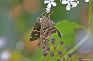 Long-tailed Skipper