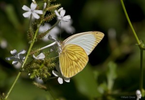 Great Southern White