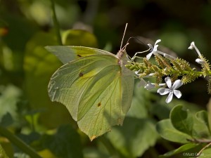 White Angled-Sulphur