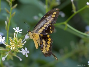 Giant Swallowtail