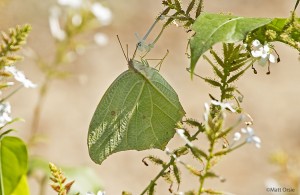 White Angled-Sulphur