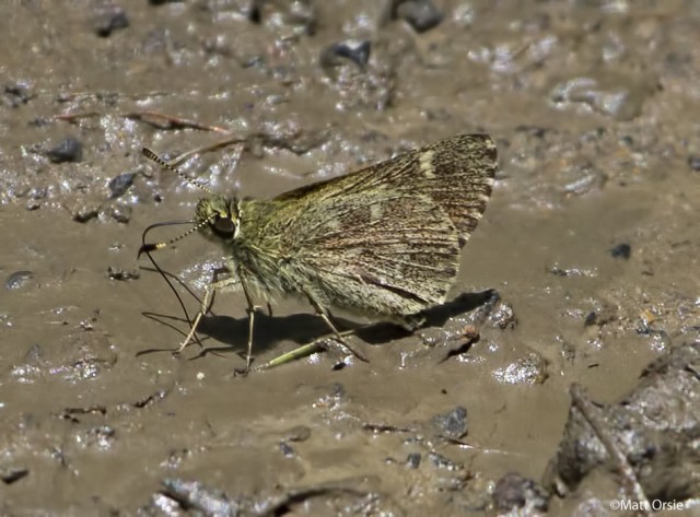 Pepper and Salt Skipper