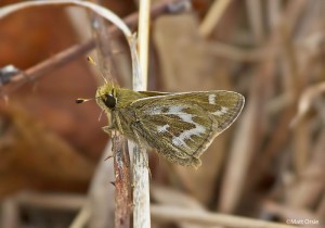 Cobweb Skipper