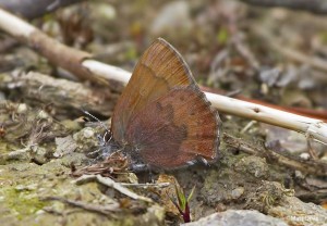 Brown Elfin