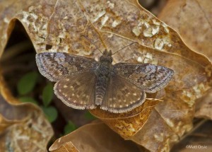 Dreamy Duskywing