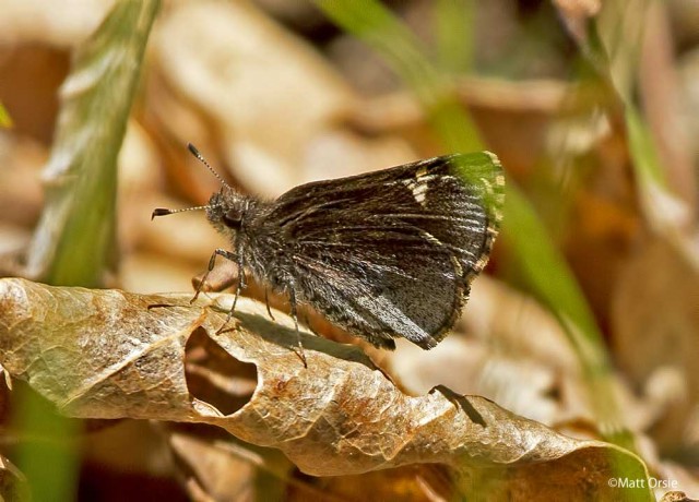 Common Roadside-Skipper