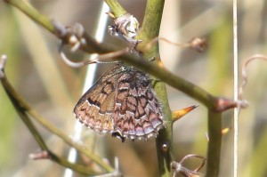 Eastern Pine Elfin