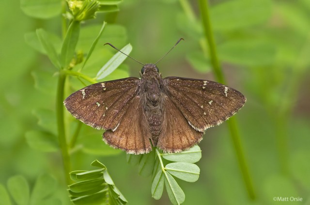 Northern Cloudywing