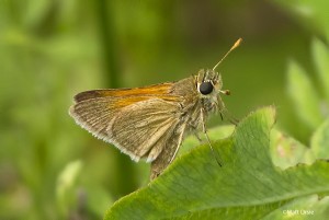 Tawny-edged Skipper