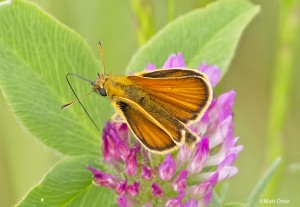 European Skipper