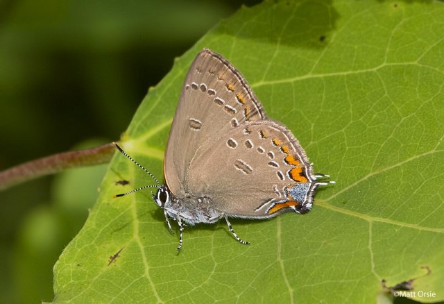 Edwards' Hairstreak