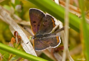 Bog Copper