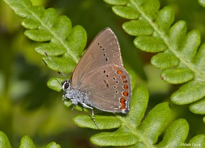 Coral Hairstreak