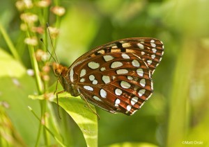 Aphrodite Fritillary