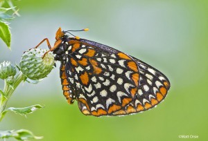 Baltimore Checkerspot