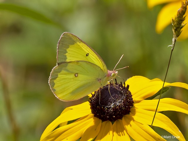 Pink-edged Sulphur