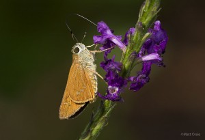 Brazilian Skipper