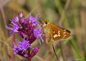 Leonard's Skipper