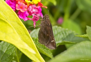 Clouded Skipper