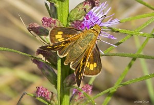 Leonard's Skipper