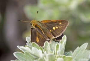 Dion Skipper (female)