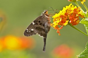 Long-tailed Skipper