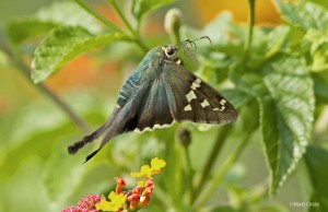 Long-tailed Skipper