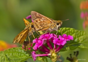 Fiery Skippers