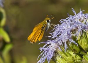 Southern Skipperling