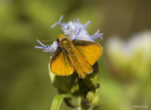 Southern Skipperling